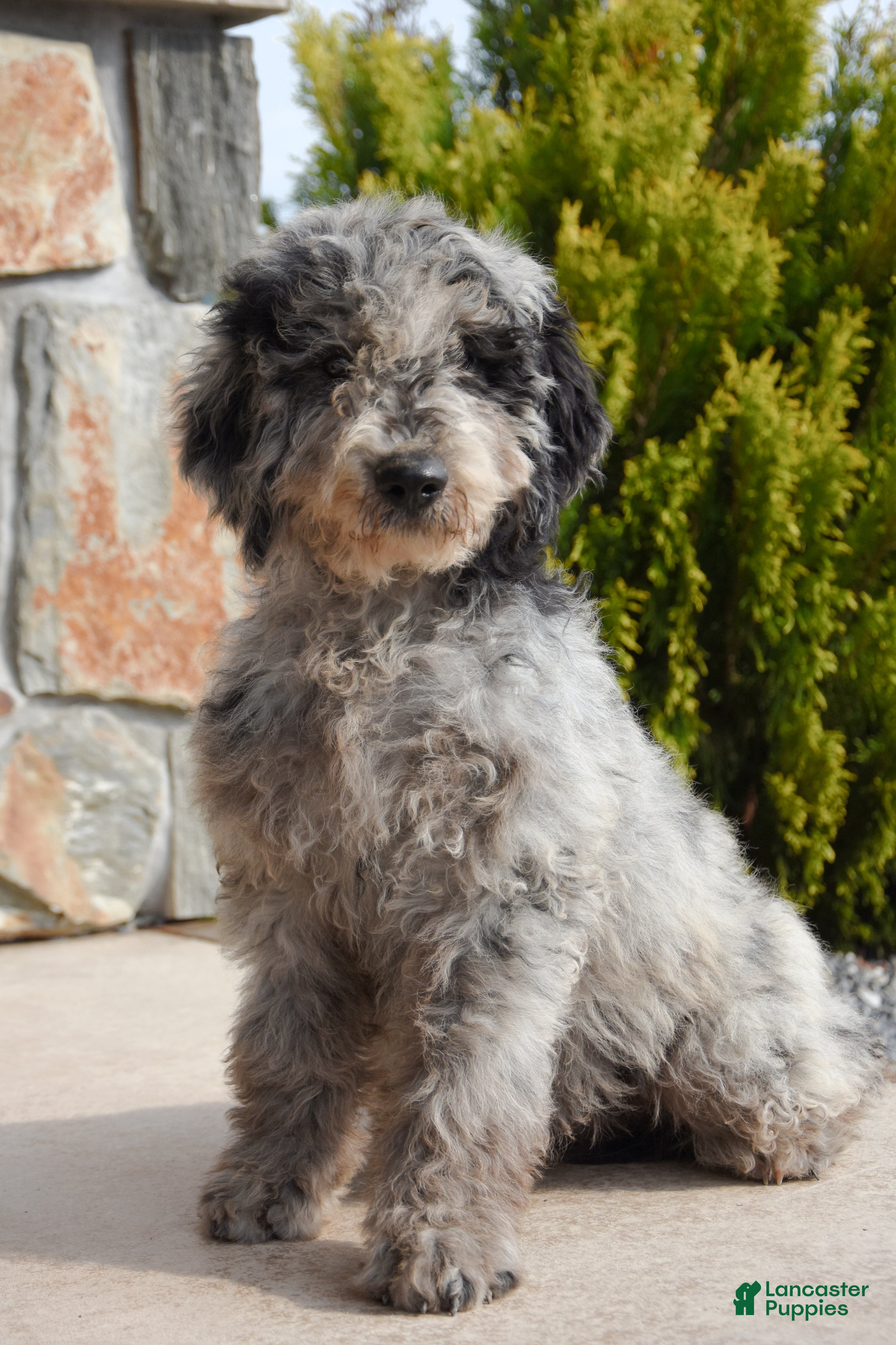Mini Goldendoodle dogs Wrenn - Ad 1