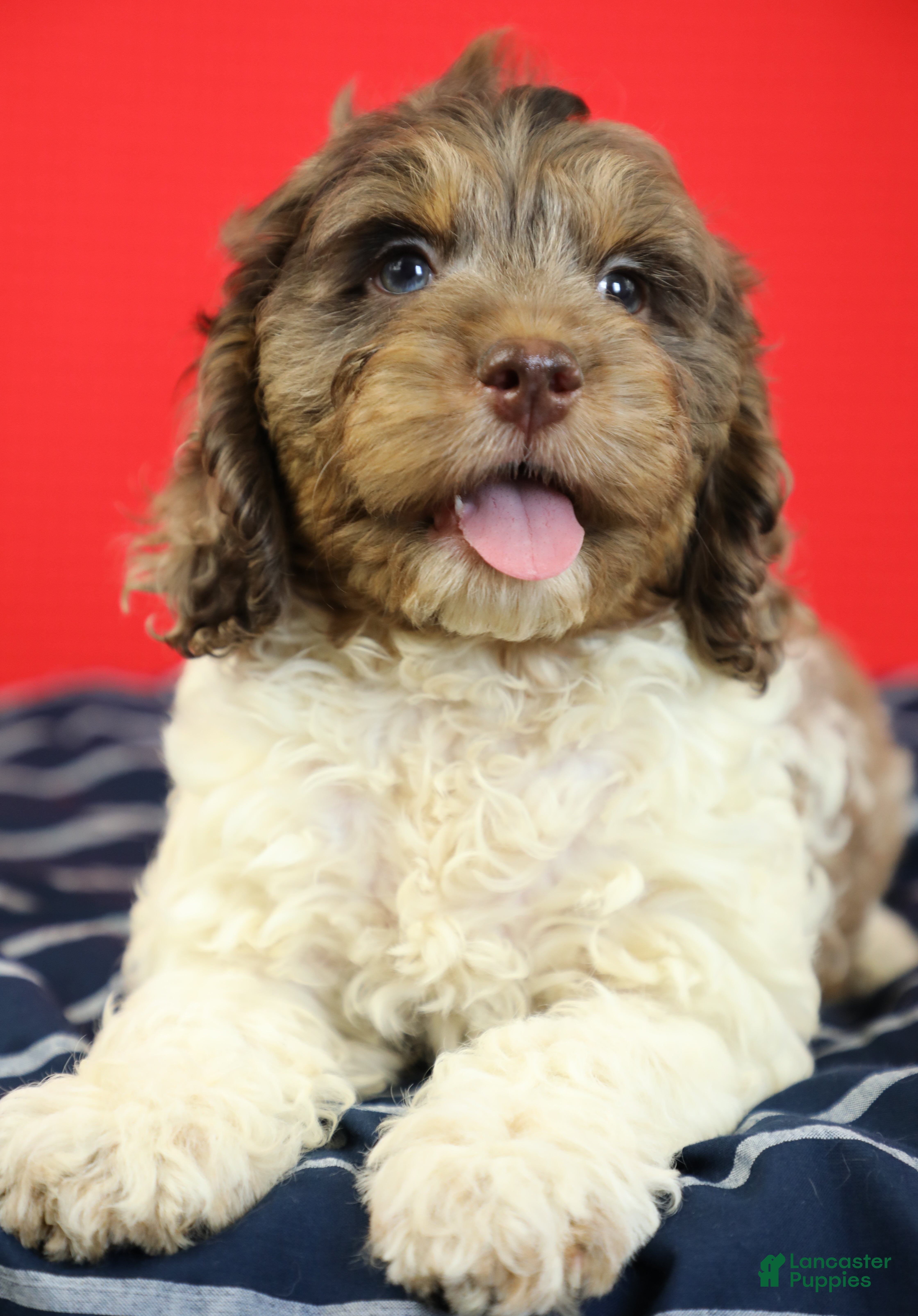 Cockapoo dogs Noah 🦕 - Ad 2