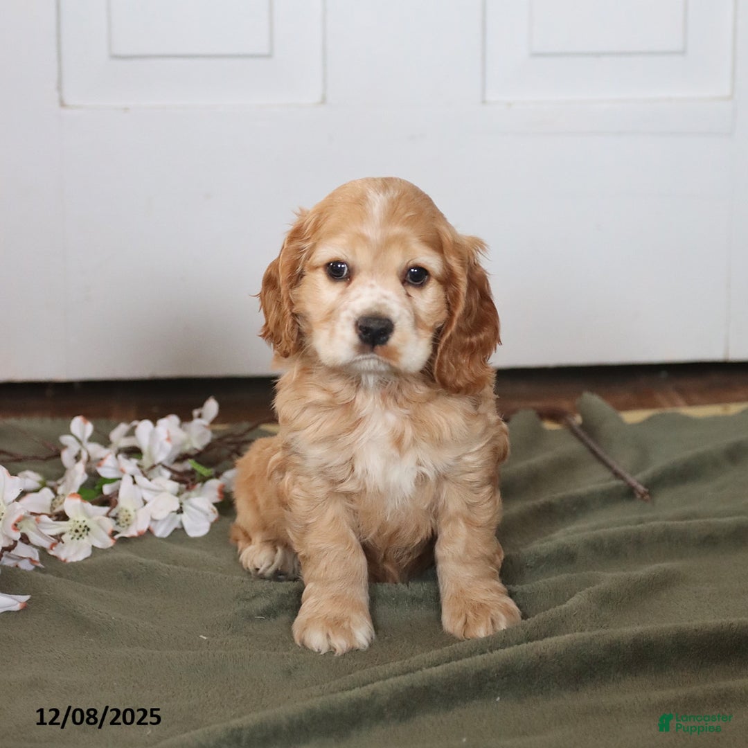 Cocker Spaniel dogs for sale: Hoyt - Ad 1