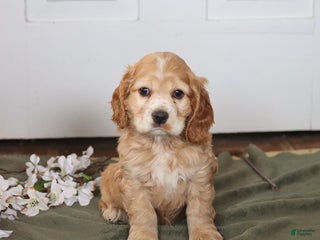 Cocker Spaniel dogs Hoyt - Ad 22