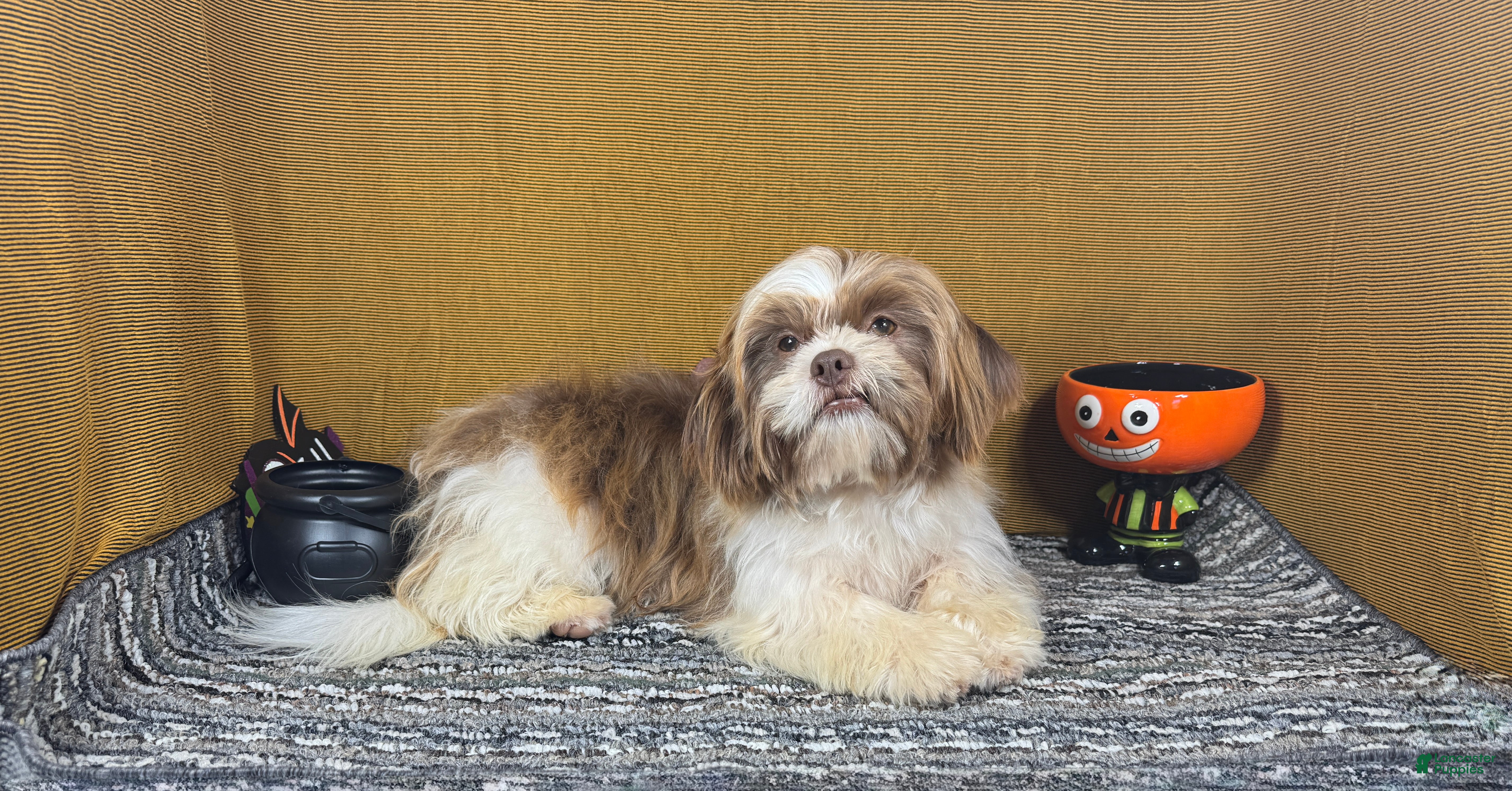 Shih Tzu dogs Shih Tzu 2 - Ad 13