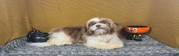 Shih Tzu dogs for sale: Shih Tzu 2 - Ad 1