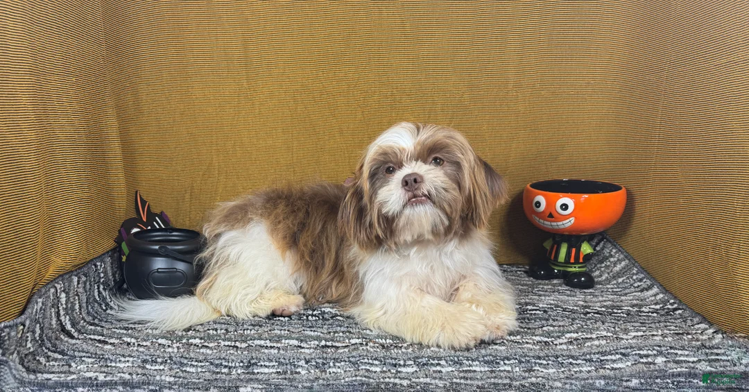 Shih Tzu dogs for sale: Shih Tzu 2 - Ad 1