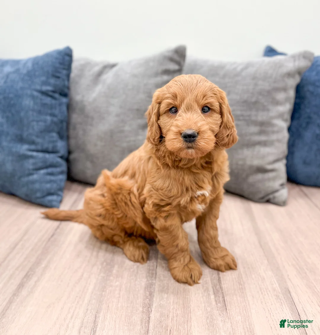 Mini Goldendoodle dogs for sale: Rover - Ad 1