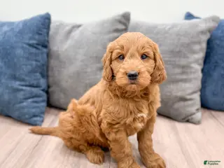 Mini Goldendoodle dogs for sale: Rover - Ad 3