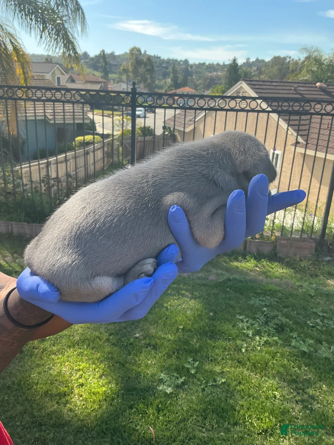 French Bulldog dogs for sale: French Bulldog Puppy 4 - Ad 2