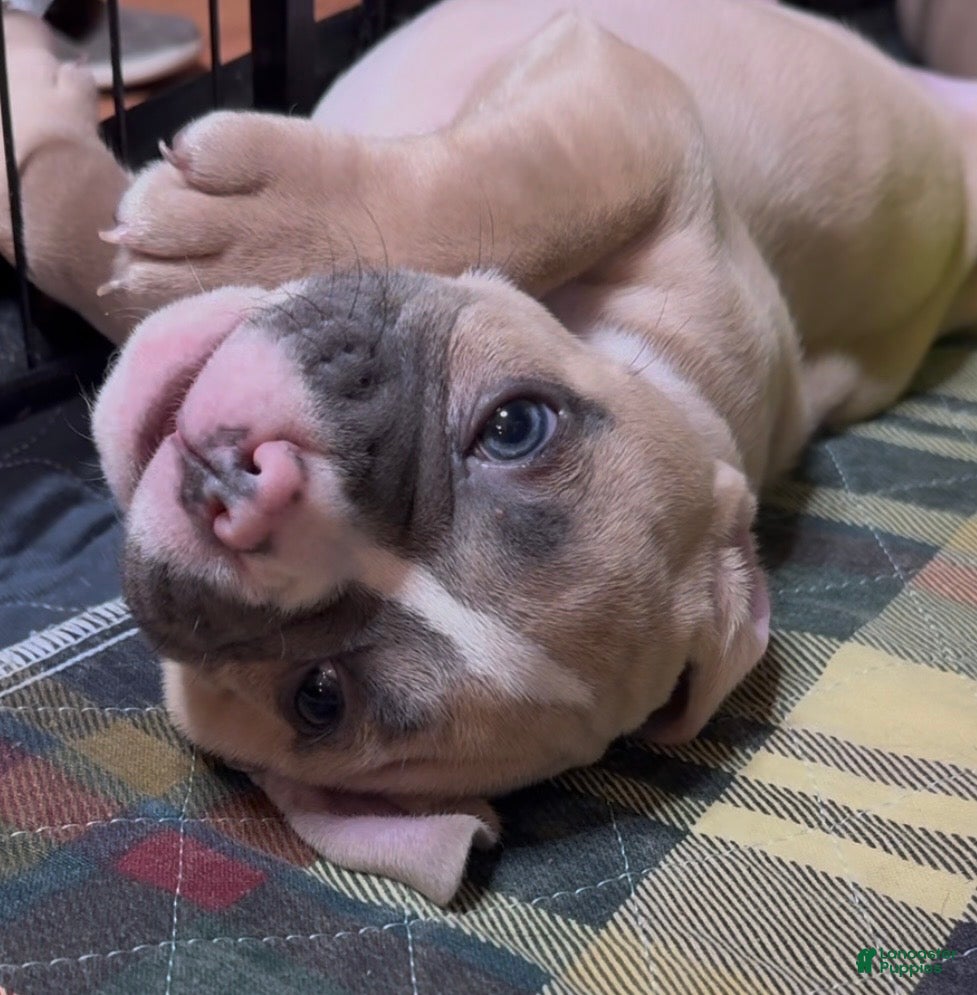 American Bully dogs American Bully Male - Ad 25
