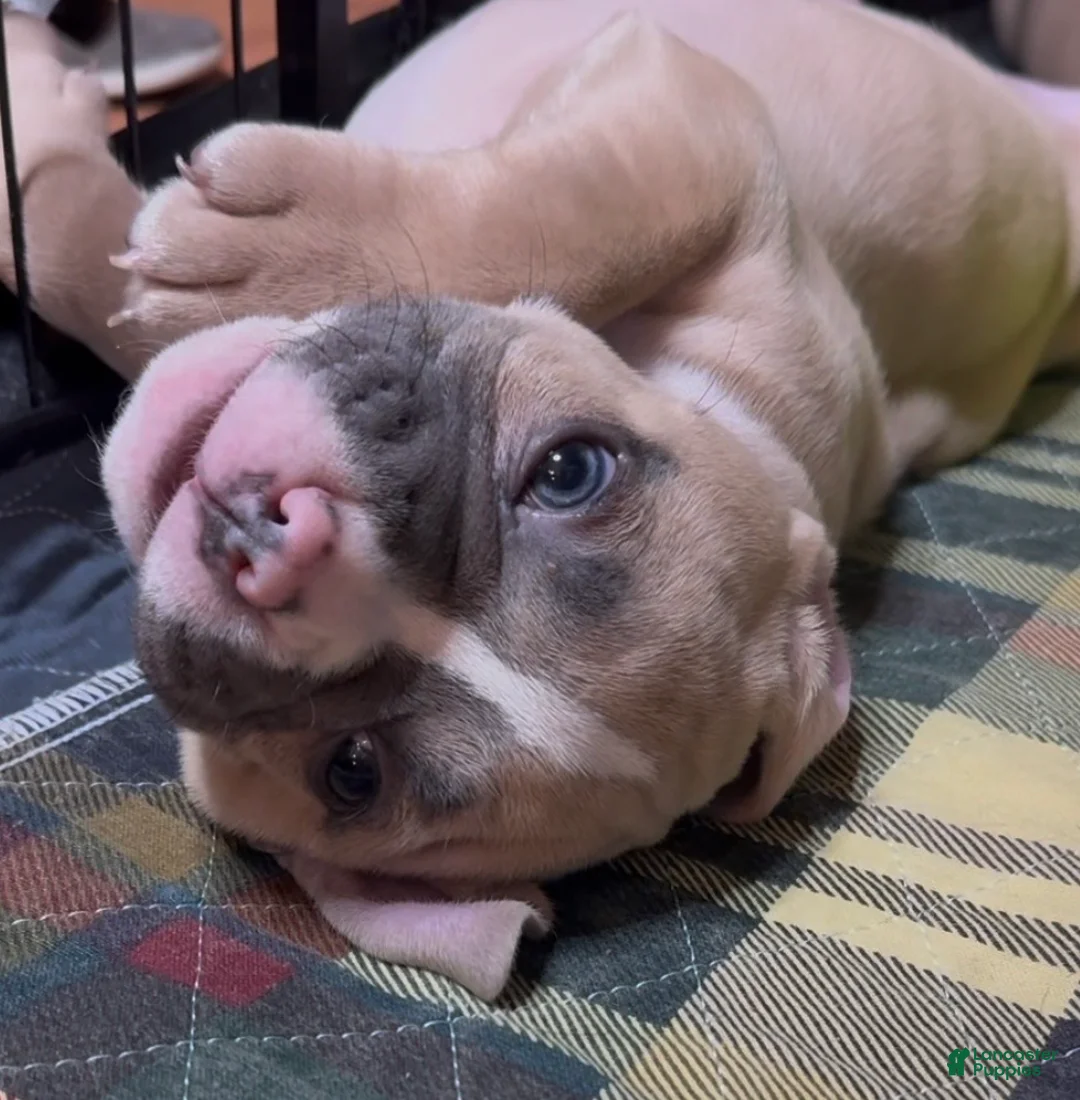 American Bully dogs for sale: American Bully Male - Ad 1