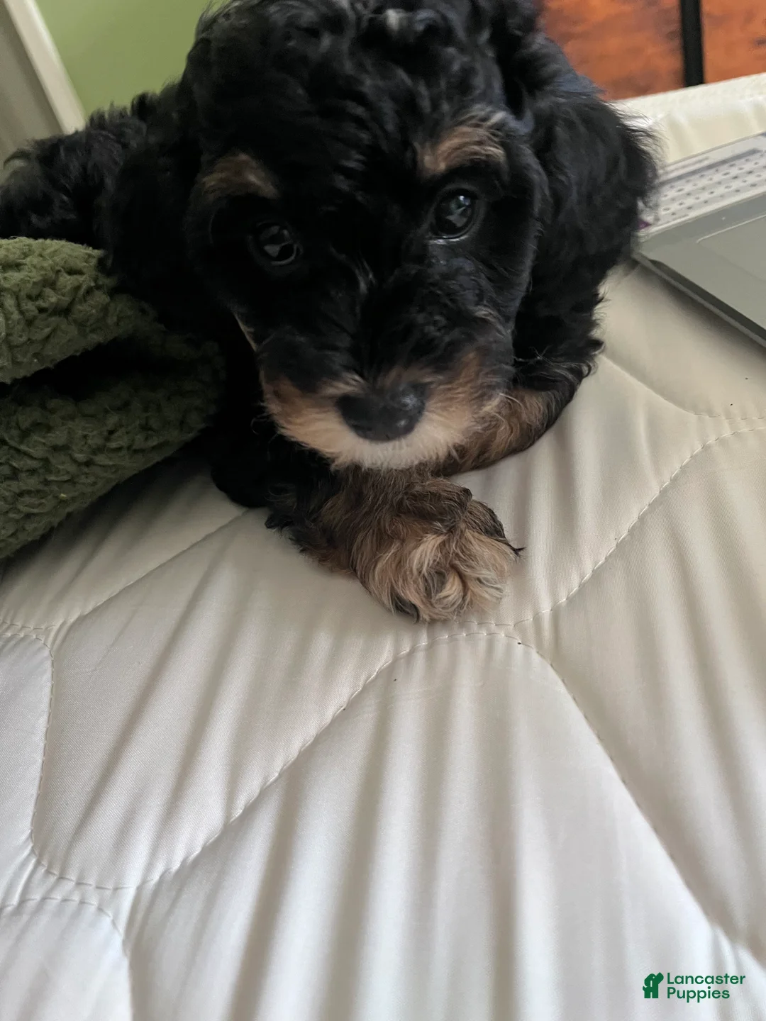 Mixed Breed dogs for sale: Coco - Ad 2