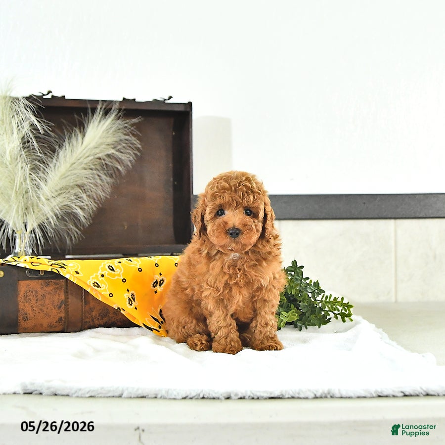 Toy Poodle dogs Terry  - Ad 1
