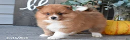 Pomeranian dogs for sale: Acorn - Ad 2