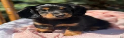 Miniature Dachshund dogs for sale: Bella - Ad 7