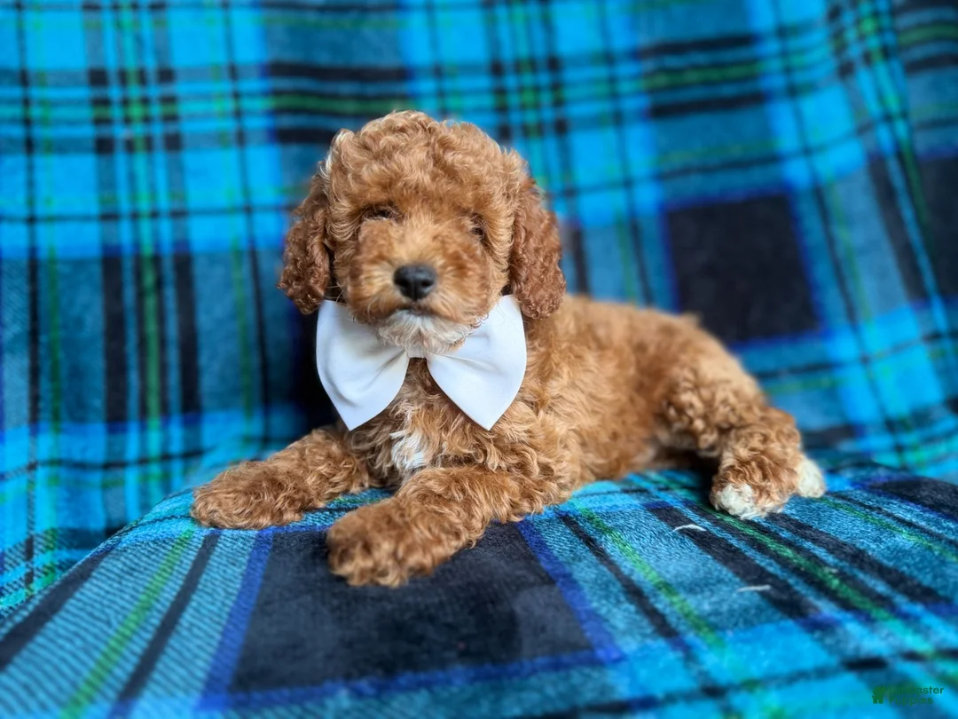 Cockapoo dogs for sale: Rags - Ad 1