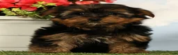 Yorkshire Terrier dogs for sale: Lily - Ad 1
