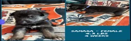 German Shepherd dogs for sale: German Shepherd 9 - Ad 2
