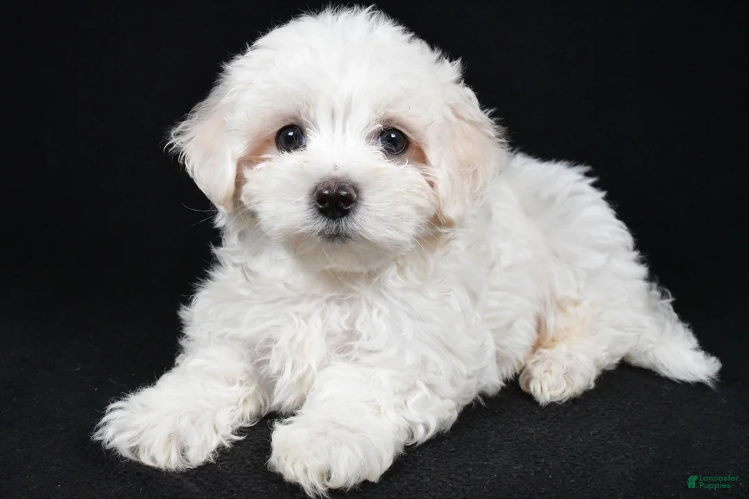 Maltese dogs for sale: Clay - Ad 1