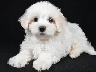 Maltese dogs for sale: Clay - Ad 3