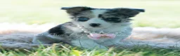 Chihuahua dogs for sale: Night sky - Ad 8