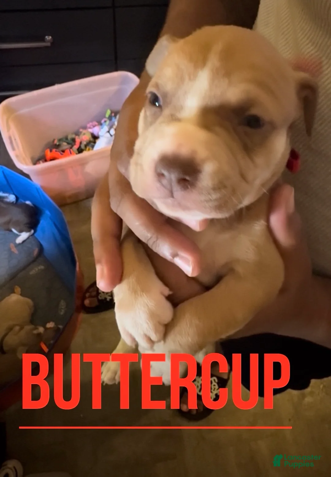 American Pit Bull Terrier dogs for sale: American Pit Bull Terrier 6 - Ad 2