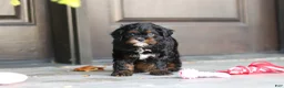 Cavapoo dogs for sale: Ash - Ad 7