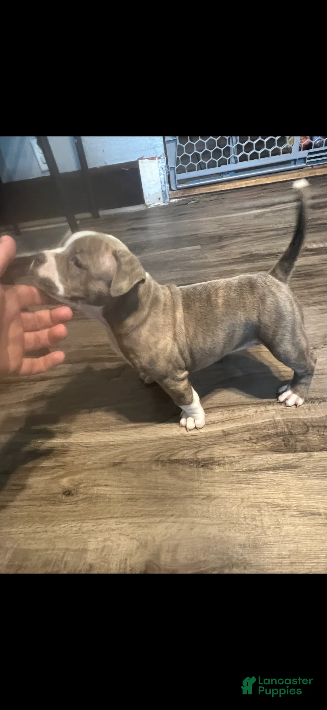 American Bully dogs for sale: American Bully 3 - Ad 2