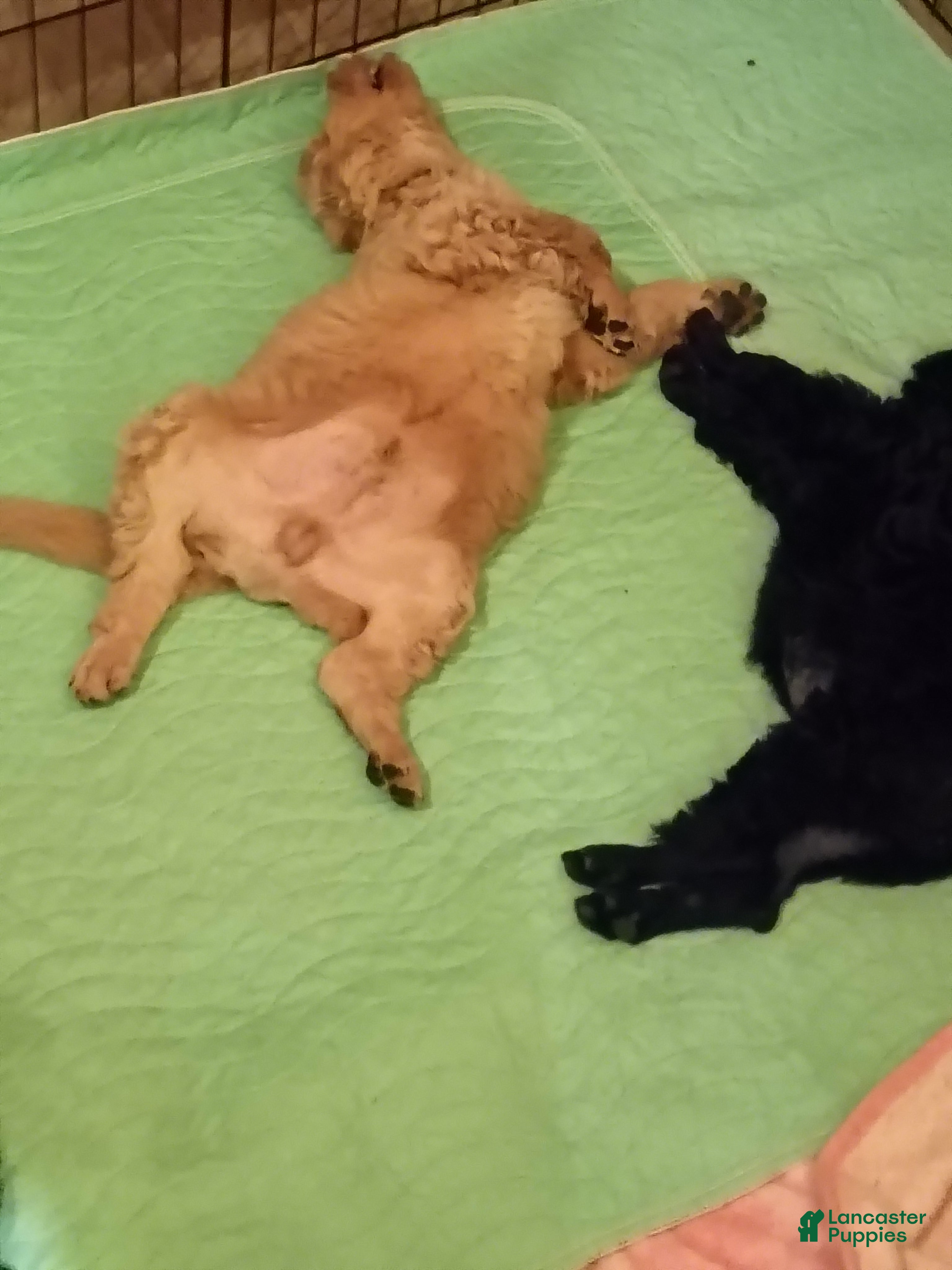 Labradoodle dogs Labradoodle 2 - Ad 31