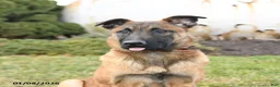 Belgian Malinois dogs for sale: Pablo  - Ad 5