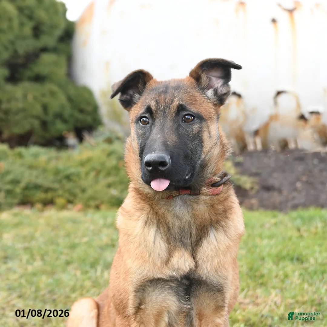 Belgian Malinois dogs for sale: Pablo  - Ad 5