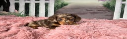 Miniature Dachshund dogs for sale: AKC-Becca - Ad 5