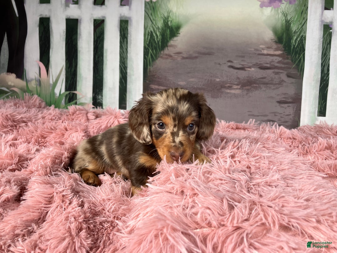 Miniature Dachshund dogs for sale: AKC-Becca - Ad 5