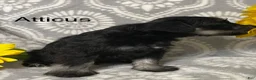 Miniature Schnauzer dogs for sale: Miniature Schnauzer 2 - Ad 3
