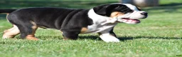 Beabull dogs for sale: Oscar - Ad 5