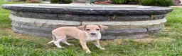 Italian Greyhound dogs for sale: Italian Greyhound female 2 fawn and white  - Ad 3