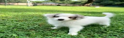 Mixed Breed dogs for sale: PopTart - Ad 7