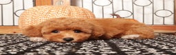 Cavapoo dogs for sale: Lulu Female F1B Cavapoo Puppy - Ad 4