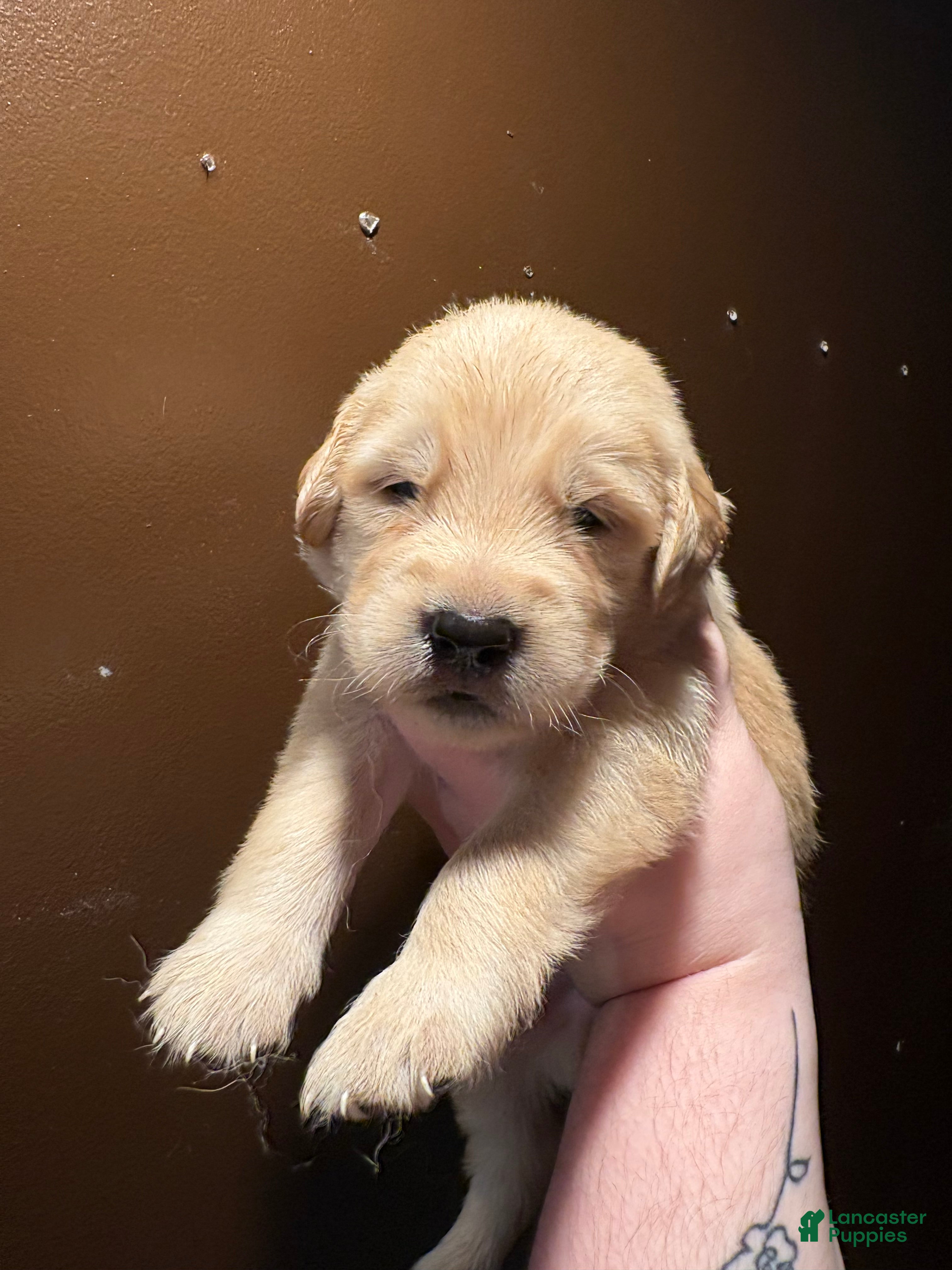 Golden Retriever dogs Pretzel - Ad 2