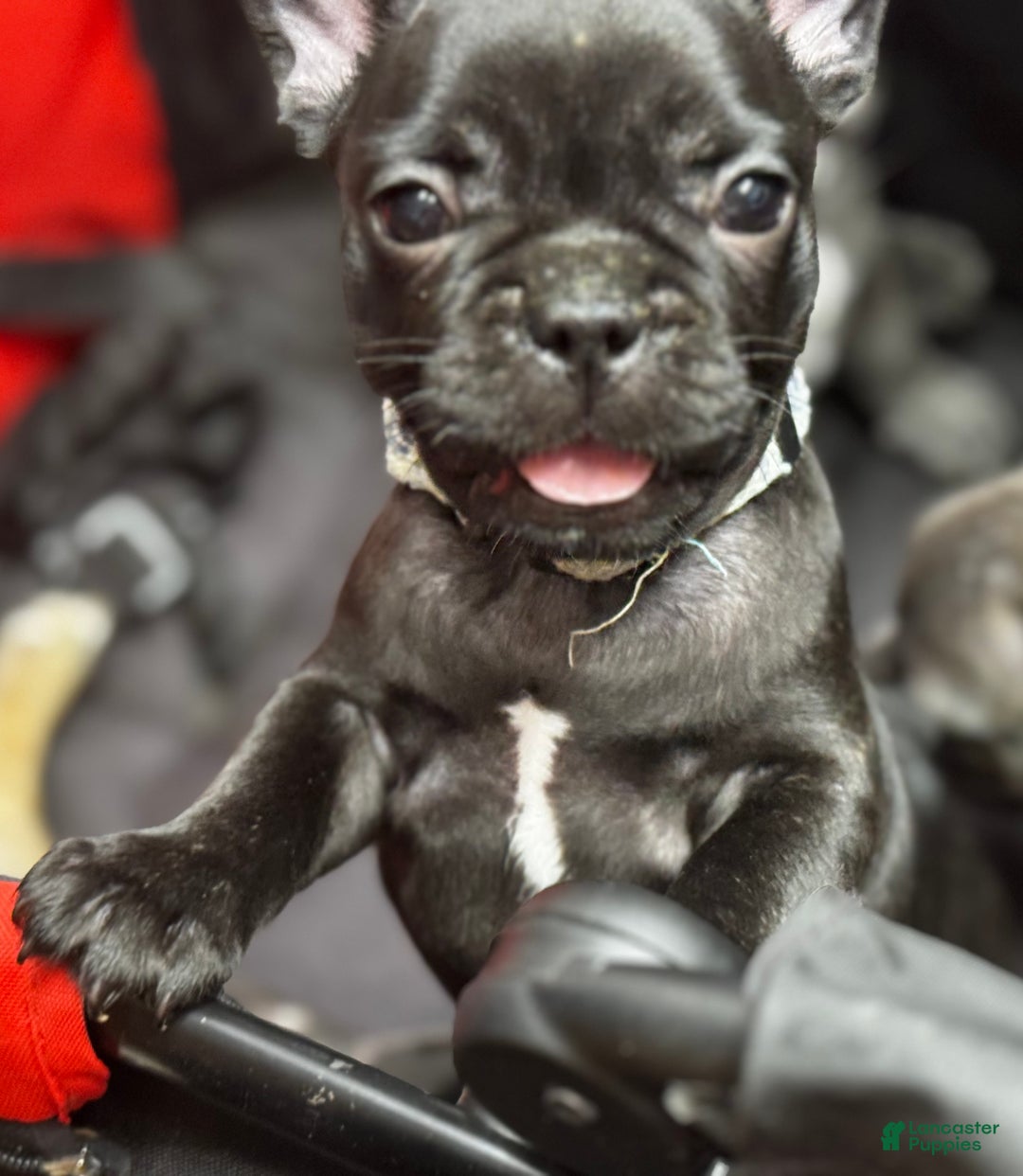 French Bulldog dogs for sale: French Bulldog Puppy 1 - Ad 1