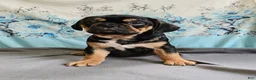 Mixed Breed dogs for sale: Modge - Ad 4