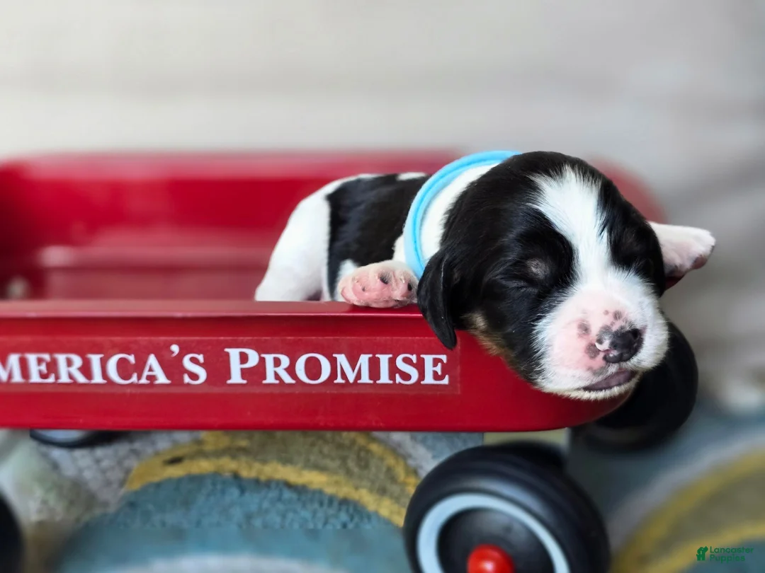 English Springer Spaniel dogs for sale: Marshal  - Ad 2