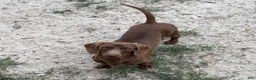 Dachshund dogs for sale: Jenny  - Ad 4