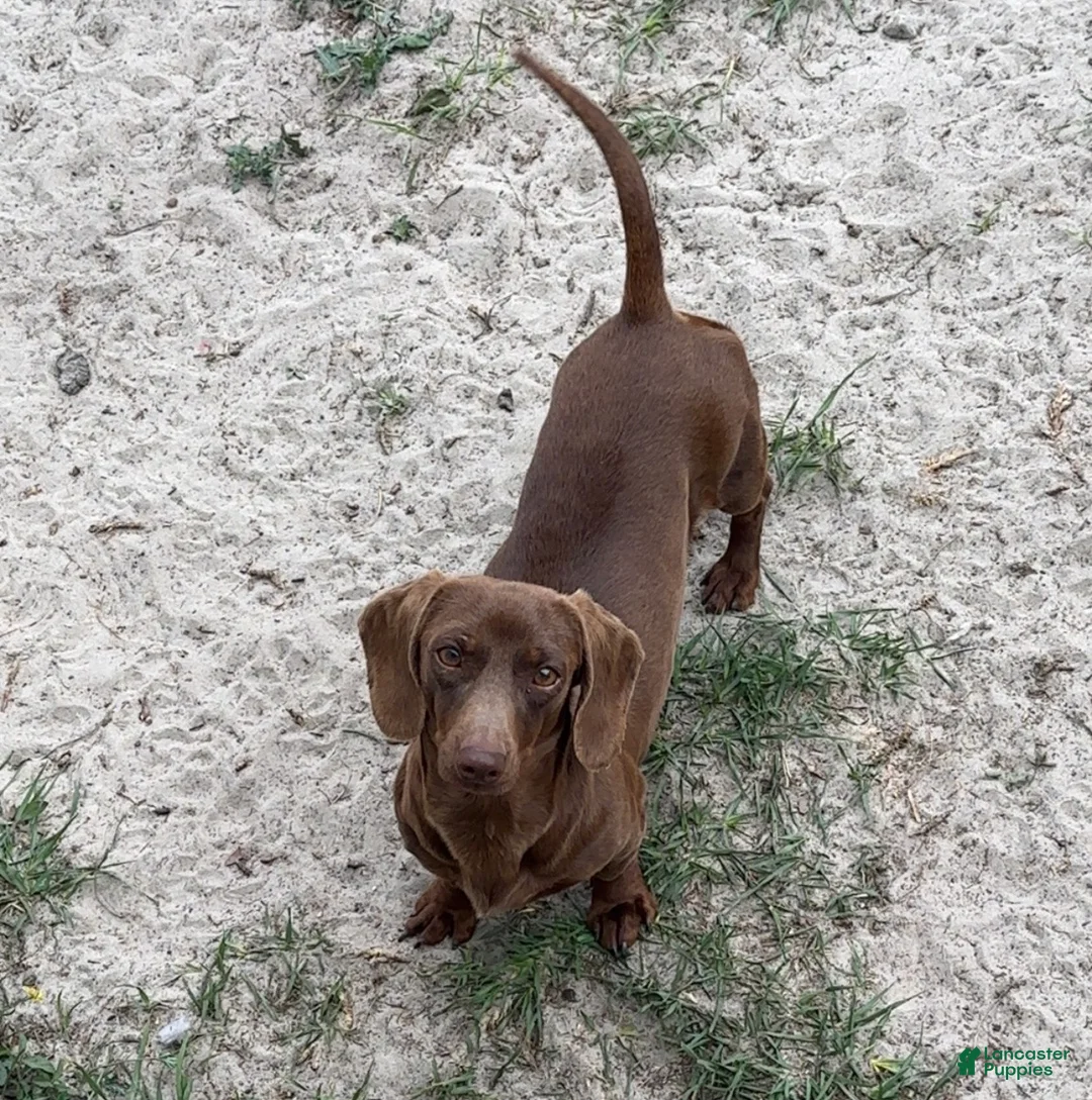 Dachshund dogs for sale: Lola - Ad 2