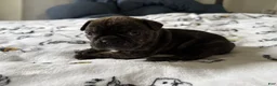 French Bulldog dogs for sale: Buffalo Bill - Ad 4