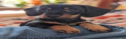 Miniature Dachshund dogs for sale: This is Harry or Magnum Force. - Ad 3