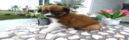 Mixed Breed dogs for sale: Mixed Breed 3 Dana - Ad 2