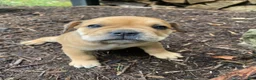 Mixed Breed dogs for sale: Layla - Ad 9