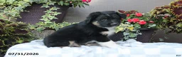 Australian Shepherd dogs for sale: Hunter - Ad 3