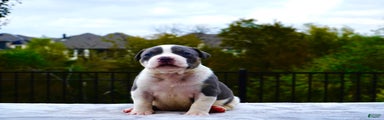 American Bully XL Blue Pied Bald Female