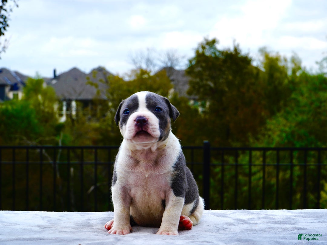 American Bully dogs for sale: American Bully XL Blue Pied Bald Female - Ad 1