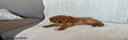 Miniature Golden Retriever dogs for sale: Bailey - Ad 3