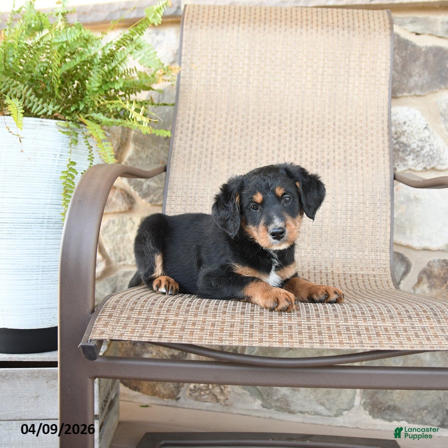 Mixed Breed dogs Paddington - Ad 2